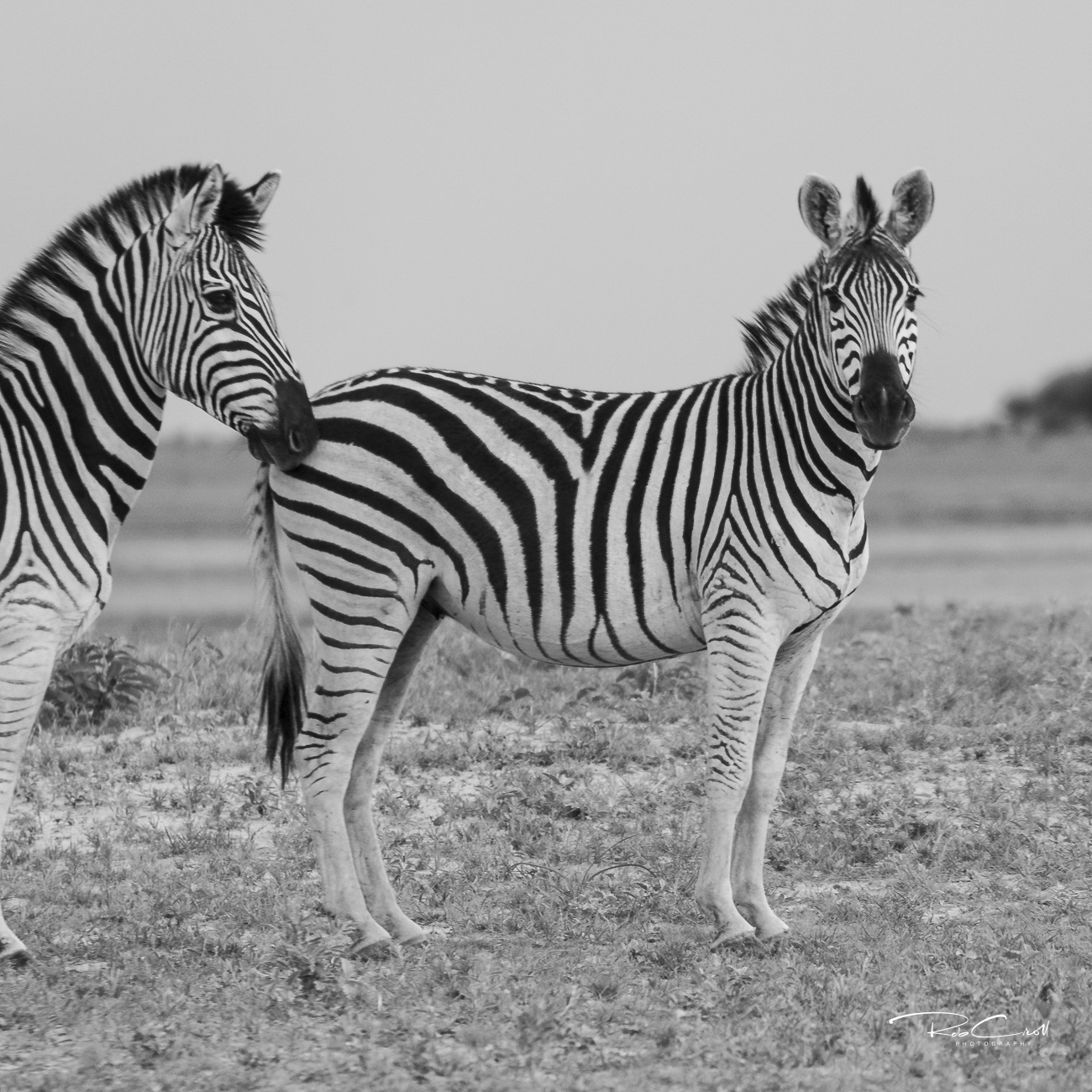 Zebra on the plains
